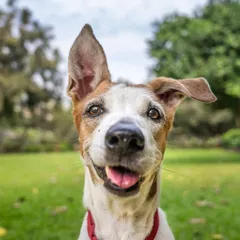 The one-ear-up, one-ear-down look is a classic. Capturing the little details and quirks, like this Jack Russell's expressive ears, is what brings a pet's personality to life in a photograph.