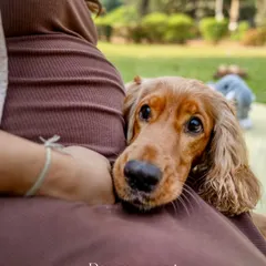 A close-up shot of a sweet cocker spaniel resting its head lovingly on its owner's pregnant belly during an outdoor session.