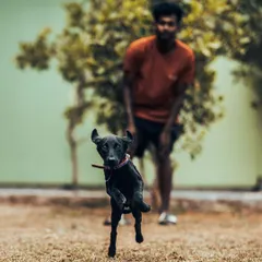 Bhairavi the Lab pup is pure energy. Play is a huge part of my training philosophy, helping puppies learn coordination and burn off that boundless energy in a positive way.