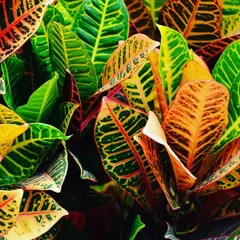 For a splash of vibrant color, we often use Croton plants. Their leaves come in a spectacular array of yellow, orange, red, and green, adding an exotic and fiery touch to our plant arrangements and vertical gardens.