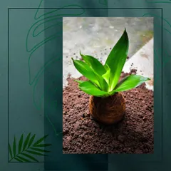 An EcoBall plant sits on a bed of rich soil, showcasing its natural, earthy, and self-contained design before being placed in a decorative container.
