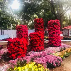 For this garden show, we created a fun and whimsical installation of a chair and stools made entirely of vibrant red poinsettia flowers. It's a playful example of large-scale floral sculpture.
