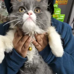 Here I am holding Chiku, making sure he feels secure. Notice the little bell on his collar, another fun accessory we have available in the clinic shop.