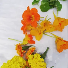 A colorful collection of edible flowers, including marigolds and nasturtiums, all grown hydroponically. These are perfect for adding a touch of elegance to any dish.