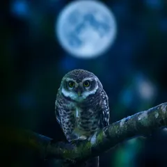 This was a truly magical encounter. I framed this spotted owlet against a full moon to create a sense of mystery and wonder. It’s a more creative composition that aims to capture the silent, watchful nature of this nocturnal bird, making it feel like a character from a forest fairytale.