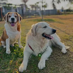 Two best buds, a beagle and a golden retriever, relaxing together after a good play session.