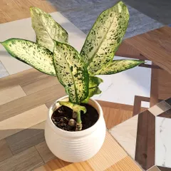 This is a Dieffenbachia, or Dumb Cane, a popular indoor plant with beautiful variegated leaves. I can advise on the right placement and watering for it.