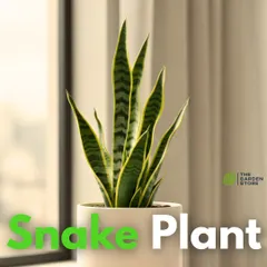 The Snake Plant (Sansevieria) is the ultimate low-maintenance air purifier. Its striking, upright leaves make a modern statement, and it thrives on neglect, making it a perfect fit for my hassle-free rental and maintenance service.
