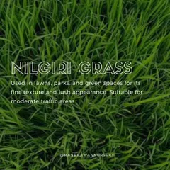 For those who desire a lawn with a fine texture and a lush, deep green appearance, I often recommend Nilgiri grass. It's well-suited for parks and gardens with moderate foot traffic.