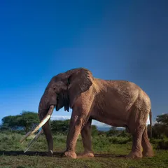 In a vanishing world of giants, Craig remains. He is a timeless, majestic, and eternal symbol of what we must protect. This print captures his magnificent journey through Amboseli.