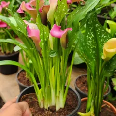 Canna Lilies bring a tropical feel with their large leaves and vibrant flowers. This pink variety is particularly beautiful and grows well in pots.