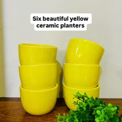 A simple and elegant design featuring our three-tier wooden shelf, which comes with six beautiful yellow ceramic planters. This setup provides ample space to display your favorite greens and create a stunning wall feature.