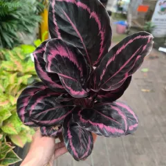 The Calathea Roseopicta, with its dramatic dark leaves and bright pink stripes, is a showstopper. It's a unique and memorable green gift for someone special.