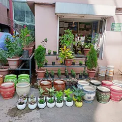 Here are some of the plants and ceramic pots we prepared for an indoor office garden setup in Peenya. We offer a wide selection of indoor plants and decorative pots to match any office decor and create a calming atmosphere.