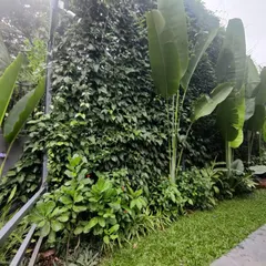 For a truly tropical and wild feel, we can create natural green walls with dense, climbing foliage. Complemented by large-leaf plants like the Traveller's Palm, this privacy screen feels like your own personal slice of the jungle.