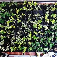 A closer look at the bio-wall project, showing the individual plant modules. We carefully select plant varieties like pothos that are hardy and well-suited for vertical growth indoors, ensuring the wall stays healthy and vibrant.