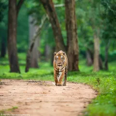 The Nayanjikatte Male, known as Cutnose after a brutal fight, patrolling his territory. Following the stories of such legends gives a deeper meaning to every safari.