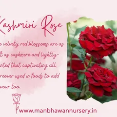 This velvety Kashmiri Rose is as soft as cashmere and lightly scented. Its captivating red blossoms are not just beautiful but are also used in foods to add a unique flavor.