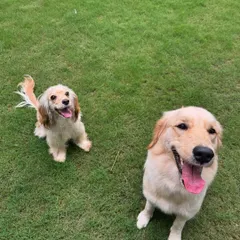 Two happy residents, Pixel and a friend, enjoying the lush green lawn in our secure outdoor play area.