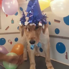 Happy birthday, Simba! This Golden Retriever is wearing his party hat and looking a little shy, but very handsome, during his birthday celebration in our van.