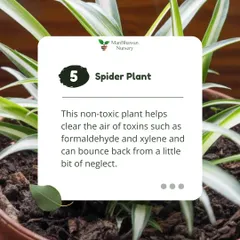 The Spider Plant is another fantastic air purifier. This non-toxic plant helps clear the air of toxins like formaldehyde and xylene and is very resilient, bouncing back even after a little neglect.