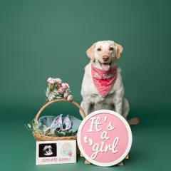 This proud Labrador is so excited to be a "big sister." We set up this sweet scene in the studio with an ultrasound photo and a gender reveal sign to share the happy news.