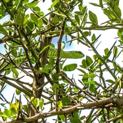 A closer look at the beautiful and deadly Boomslang. Its incredible camouflage makes it a true challenge to spot, and a thrill to photograph.