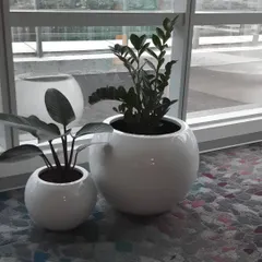 A matching set of glossy white spherical planters in two sizes, holding a ZZ plant and a Calathea. This pairing creates a clean, contemporary feel near a window.