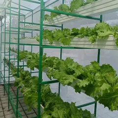 Look at these rows of crisp lettuce. This is the beauty of vertical hydroponics. You get big harvests in a small footprint, all without a speck of soil.