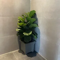 Even a simple corner can become a design feature with the right plant. Here, a Fiddle Leaf Fig, or Ficus Lyrata, adds a touch of sculptural green to this minimalist space, proving you don't need a lot of room to make a big impact with indoor plants.