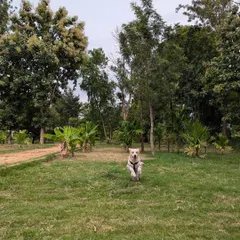 Here is Buddy, a 2-3 year old Retriever, enjoying the freedom of running in a park. He is an outdoorsy boy who would make a fantastic partner for hikes and trips.
