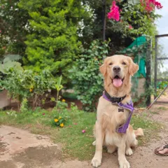 A happy Golden Retriever enjoying the beautiful surroundings at our ranch. We invite you to visit and see our lush green spaces and meet our team of professional trainers.