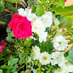 A close-up of the vibrant pink and white roses from a balcony planter project. We select healthy, blooming plants to ensure your garden is beautiful from the very first day.