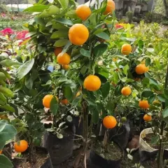 A beautiful grafted orange plant, laden with ripe fruit. These compact trees are perfect for pots and bring both beauty and bounty to your home.