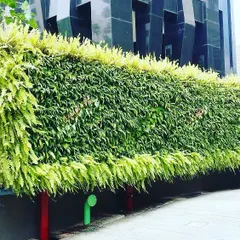 An outdoor vertical garden installed at the prestigious Platina building in Mumbai. The wall is crowned with lush ferns, creating a soft, cascading effect against the modern architecture of the building.