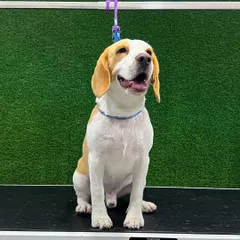 A happy and alert Beagle sitting patiently on the grooming table. Its coat is visibly clean and healthy, showing the benefits of a professional grooming session.
