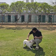 A French Bulldog enjoying the sun on our lawn, with the neat row of kennels visible in the background. This shows the balance of play and rest we provide.