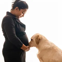 A moment of quiet connection. A beautiful yellow Labrador gently nuzzles its owner's pregnant belly, as if saying hello to the new baby. This is what pet-inclusive maternity shoots are all about.
