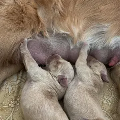 It all starts here. This precious moment shows newborn Golden Retriever puppies nursing with their mother, safe and warm. We believe in responsible breeding, and ensuring our pups get the best possible start in life with their mom's milk and constant care is our top priority.