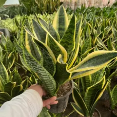 I personally check every plant to ensure it's healthy and in top shape. Here is a beautiful, full Sansevieria, or Snake Plant, ready for its new home. They are very easy to care for and great for purifying the air.