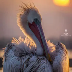 A pelican at Bharatpur Bird Sanctuary, glowing in the last light of the day. The golden hour brings out incredible textures and colors that you just don't see at any other time. This is my favorite time to shoot.