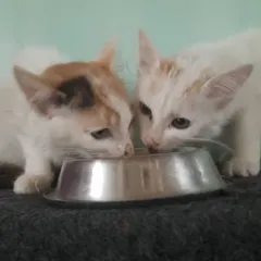 These two little munchkins are sharing a meal. We provide a clean and nurturing environment, especially for our youngest kitten boarders.