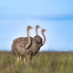 Symphony. There's a beautiful, quiet harmony in this scene. It’s a celebration of the simple, timeless truths that you can find in the everyday moments of the wild.