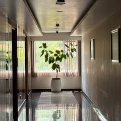 A statement Ficus plant in a modern white pot stands at the end of a hallway, drawing the eye and bringing life to a transitional space. This is how we use greenery to create focal points and add character to interiors.