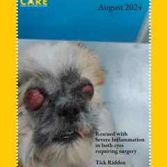 This is Luna when she was rescued. She was tick-ridden with severe inflammation in both eyes, which ultimately could not be saved. Her story is a stark reminder of the suffering abandoned pets endure.