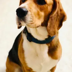 This Beagle strikes a noble pose, looking off into the distance with a thoughtful expression.