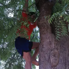 Conquering new heights. A participant climbs a tree as part of a drill in our Coach's Fitness Challenge, building upper body strength and confidence.