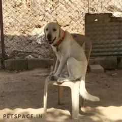 Meet Bruno, a dog who insists on sitting on chairs like a human. We cherish these funny little quirks that make each dog special. It's all part of getting to know them like family.