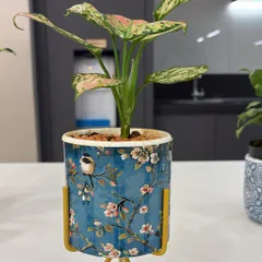 A beautiful plant for a beautiful desk. This Aglaonema, with its unique pink and green leaves, sits perfectly in a decorative planter with a stand, adding an artistic touch to the workspace.