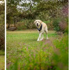 A beautiful shot of Spike the senior Labrador happily trotting through a garden in Alibaug. This image captures his joyful spirit and love for the outdoors.